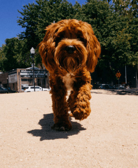 A brown fluffy dog walking towards the camera in downtown Sacramento, California