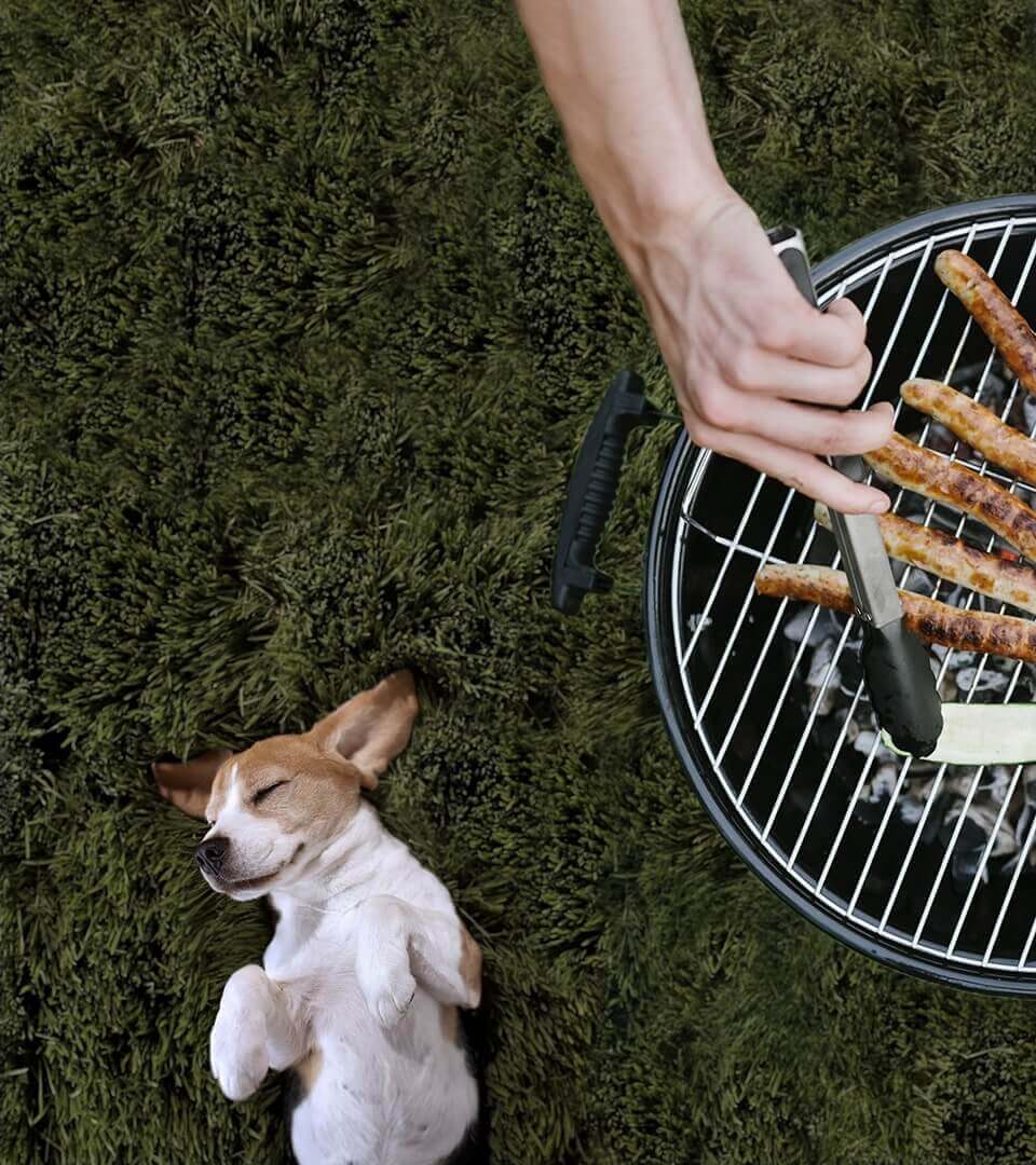 A dog laying in the grass next to a charcoal barbeque cooking hot dogs.